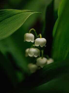 Meet your Posher, Tais